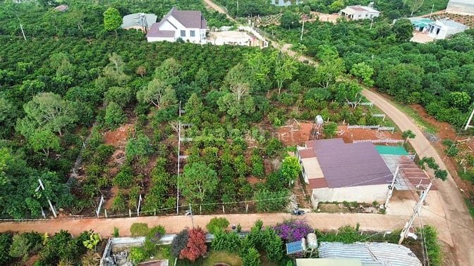 Căn góc 2 Mặt Tiền 3PN thôn 8 mê linh 1,65Tỷ/429m2, nhà và vườn cà phê