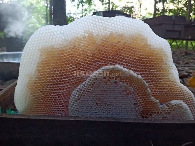 Bán ong giống, thùng ong giống siêu mật