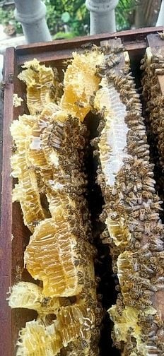 Bán ong giống, thùng ong giống siêu mật