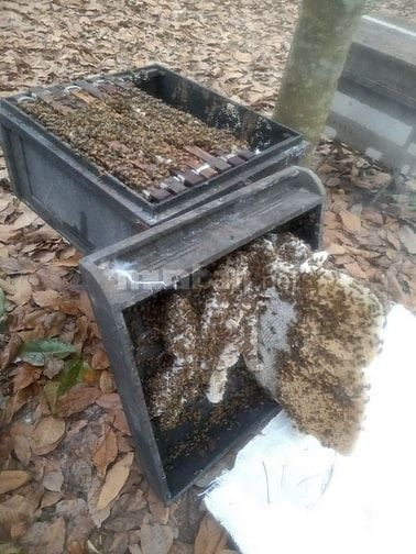 Bán ong giống, thùng ong giống siêu mật