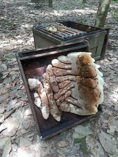 Bán ong giống, thùng ong giống siêu mật