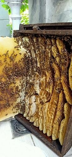 Bán ong giống, thùng ong giống siêu mật