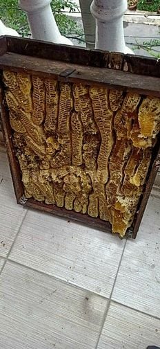 Bán ong giống, thùng ong giống siêu mật