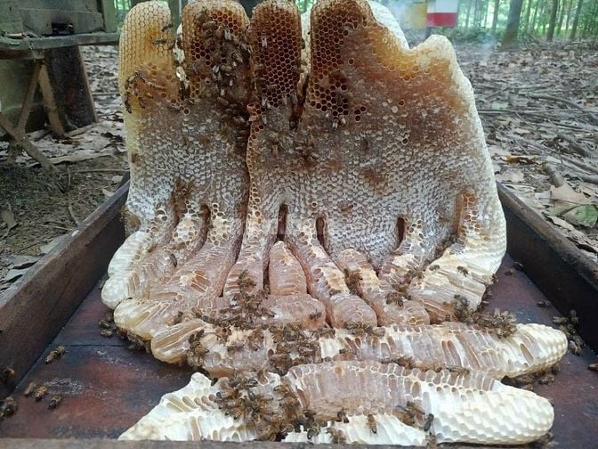 Bán ong giống, thùng ong giống siêu mật