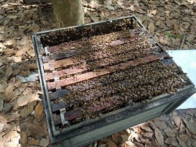 Bán ong giống, thùng ong giống siêu mật