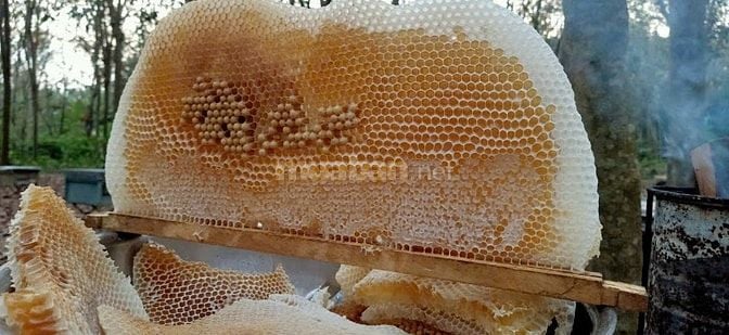 Bán ong giống, thùng ong giống siêu mật