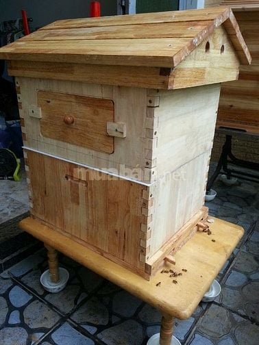Bán ong giống, thùng ong giống siêu mật