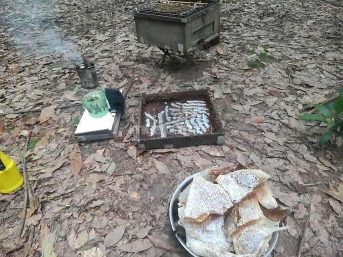 Bán ong giống, thùng ong giống siêu mật