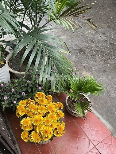 Cho thuê nhà khu vực quận Đống Đa