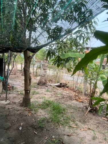 Đất TC Hàm Thuận Bắc 690tr thuong luong