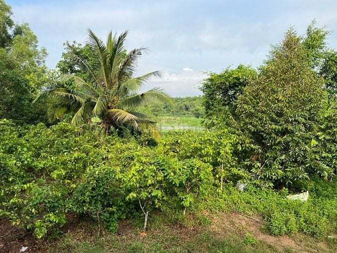 ĐẤT BỜ SÔNG SÀI GÒN, 753 M2, NGANG 20M (87M2 THỔ CƯ), GIÁ 1,5 TỶ