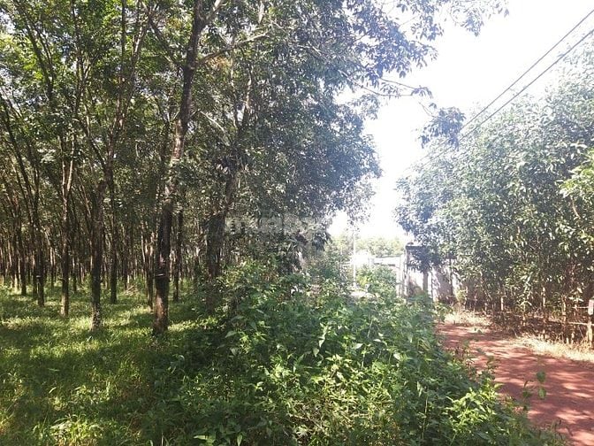 Bán đất phân lô xã Tân Hiệp Long Thành giá 414 tỷ