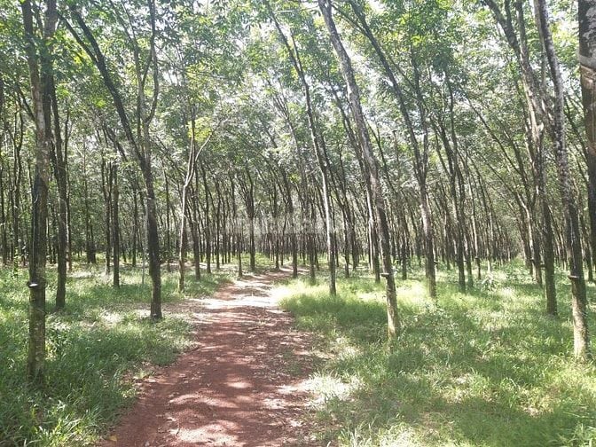 Bán đất phân lô xã Tân Hiệp Long Thành giá 414 tỷ