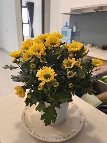 Cho thuê căn hộ quận 6 View hồ bơi đầy đủ tiện nghi