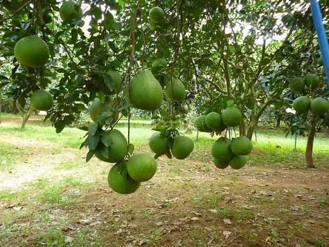  Chính chủ BÁN ĐẤT VƯỜN TRÁI CÂY ĐẸP TẠI PHÚ TÂN, ĐỊNH QUÁN, Đồng Nai 