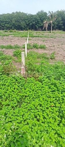 CHÍNH CHỦ BÁN ĐẤT GIÁ RẺ CÒN THƯƠNG LƯỢNG