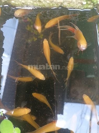 Các loại cá cảnh thủy sinh đẹp, thức ăn cho cá 