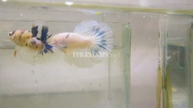 Các loại cá cảnh thủy sinh đẹp, thức ăn cho cá 