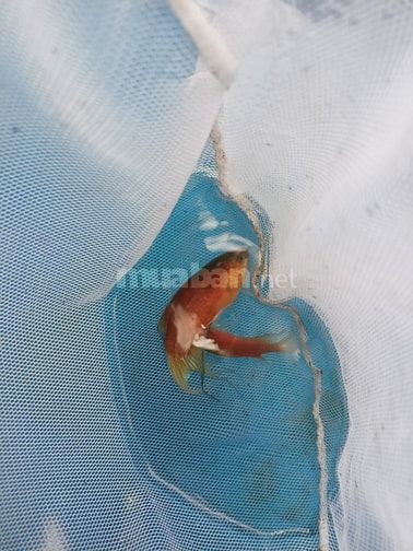 Các loại cá cảnh thủy sinh đẹp, thức ăn cho cá 