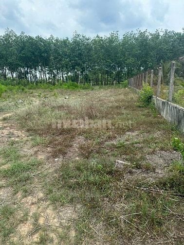 Bán gấp 3 mẫu đất xã Thạnh Bình, Tân Biên, Tây Ninh, khu trung tâm