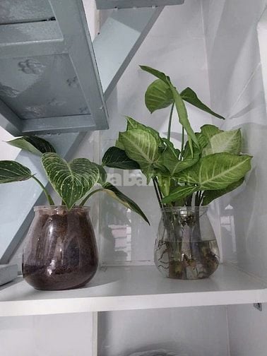 chính chủ bán nhà linh tây thủ đức 