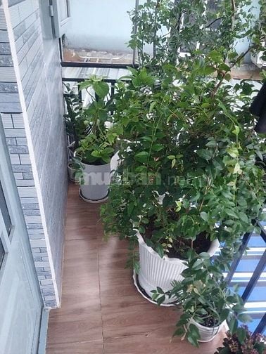 chính chủ bán nhà linh tây thủ đức 