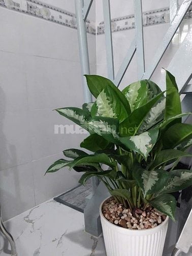 chính chủ bán nhà linh tây thủ đức 