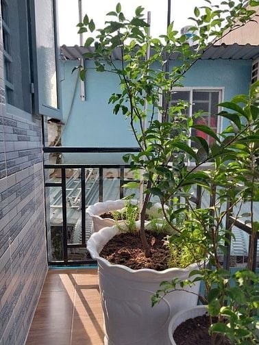 chính chủ bán nhà linh tây thủ đức 