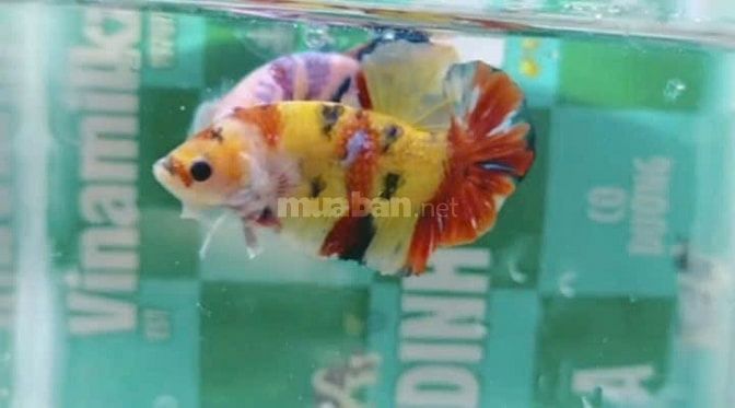 Các loại cá cảnh thủy sinh đẹp, thức ăn cho cá 