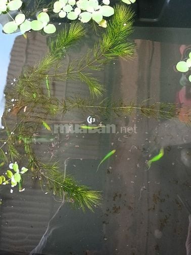 Các loại cá cảnh thủy sinh đẹp, thức ăn cho cá 