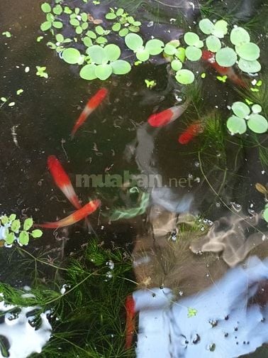Các loại cá cảnh thủy sinh đẹp, thức ăn cho cá 