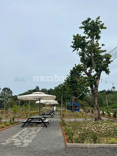 Bán đất Đang Kinh Doanh Buôn Bán ấp Bàu Chim, Xã Phú Xuân, Tân Phú ĐN