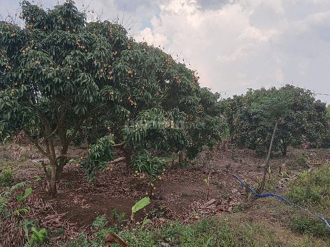 SỔ ĐỎ CHÍNH CHỦ,CHƯA QUA ĐẦU TƯ NGUỒN NGỘP. XÃ PHÚ XUÂN, HUYỆN KRONG 