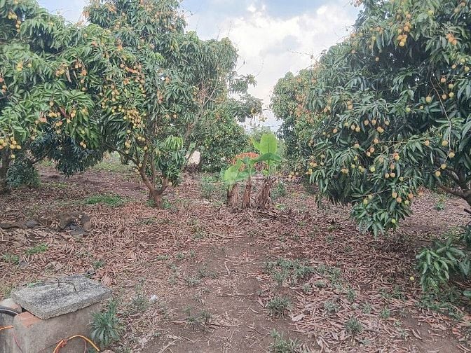 SỔ ĐỎ CHÍNH CHỦ,CHƯA QUA ĐẦU TƯ NGUỒN NGỘP. XÃ PHÚ XUÂN, HUYỆN KRONG 