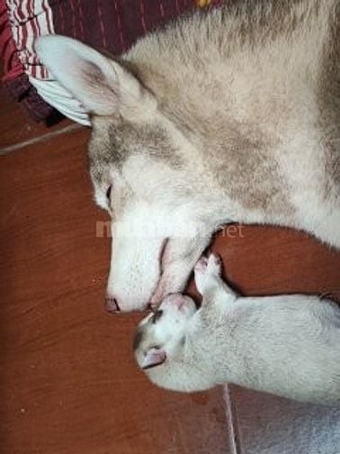 Husky nâu xám thuần chủng 3 tháng tuổi, lanh lợi, dễ ăn 