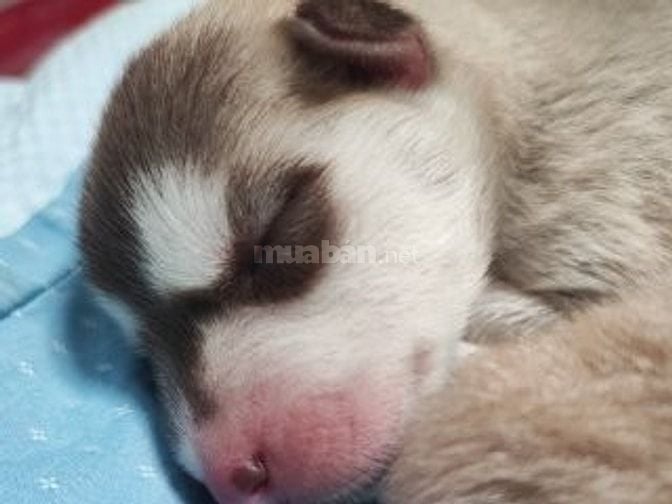 Husky nâu xám thuần chủng 3 tháng tuổi, lanh lợi, dễ ăn 