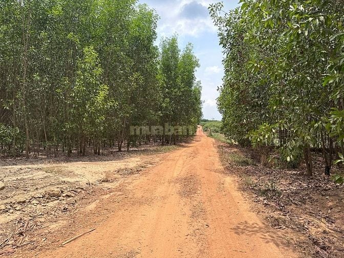 60tr/1000m2 Đất Tại Phú Ngọc, Định Quán