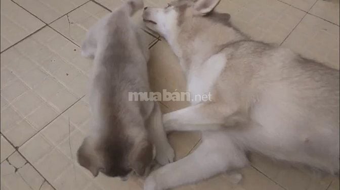 Husky nâu xám thuần chủng 3 tháng tuổi, lanh lợi, dễ ăn 