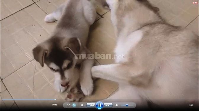 Husky nâu xám thuần chủng 3 tháng tuổi, lanh lợi, dễ ăn 