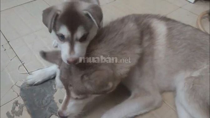 Husky nâu xám thuần chủng 3 tháng tuổi, lanh lợi, dễ ăn 