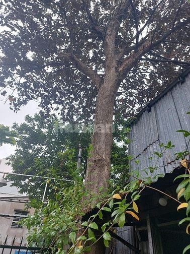 Bán cây vú sữa cổ thụ ở TpHCM .