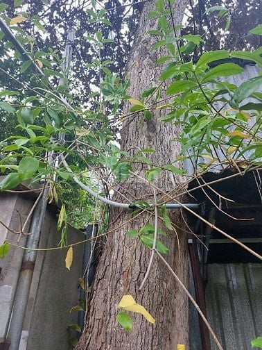 Bán cây vú sữa cổ thụ ở TpHCM .