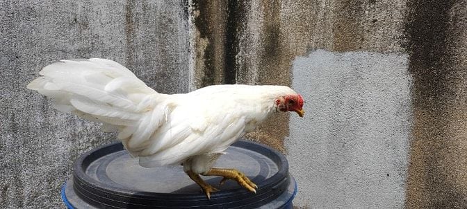 Gà tân châu lai tre cần tìm chủ mới