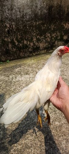 Gà tân châu lai tre cần tìm chủ mới