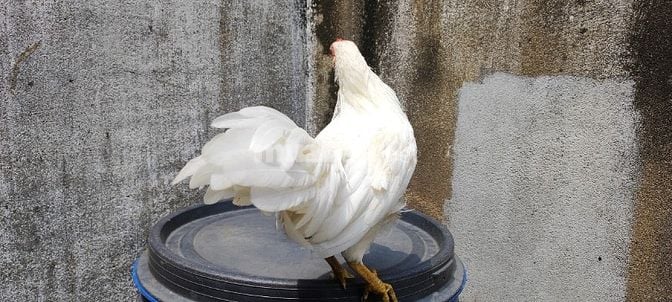 Gà tân châu lai tre cần tìm chủ mới