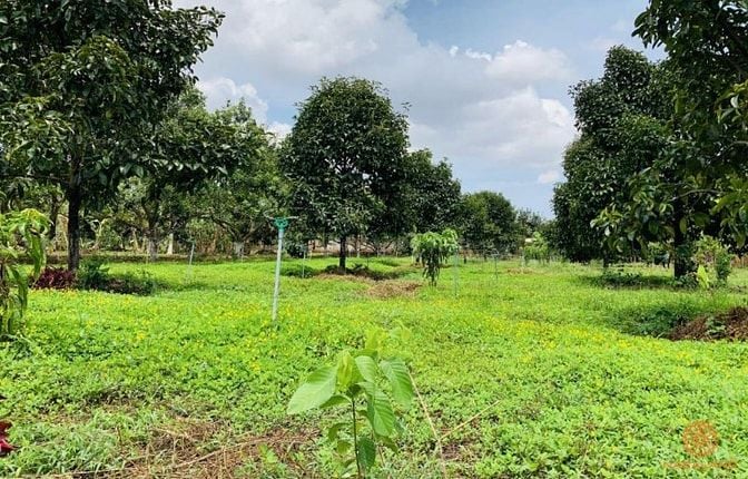 Bán 3.2ha đất vườn sầu riêng 700 cây tại Tân Phú, Đồng Nai, có sẵn nhà