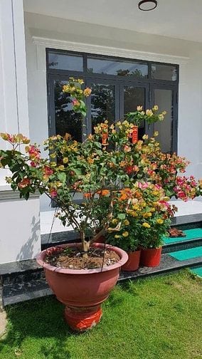 Bán khu nhà vườn mặt tiền Đường 19 Tháng 5, Xã Nhơn Thạnh, TP. Bến Tre