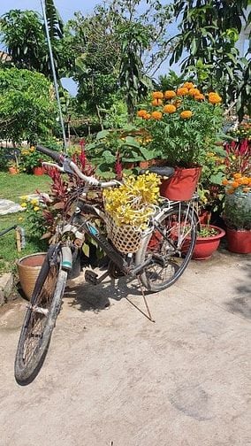 Bán khu nhà vườn mặt tiền Đường 19 Tháng 5, Xã Nhơn Thạnh, TP. Bến Tre