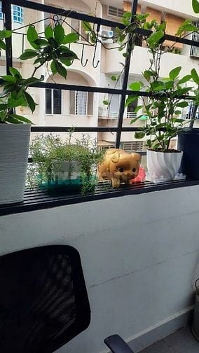 Bán Chung Cư 43 Hồ Văn Huê Phường 9 Phú Nhuận 60m2 2PN 1WC Lầu 3