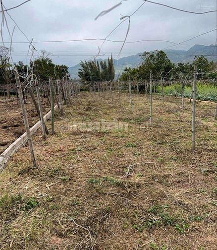 Đất nền Nà Bó 2 Mường Sang Mộc Châu Bìa HNK gần đường QL mặt tiền 13m